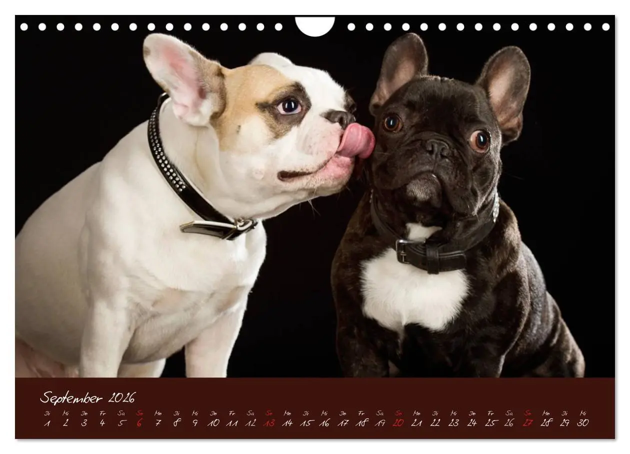 Bild: 9783516148251 | Französische Bulldoggen (Wandkalender 2026 DIN A4 quer), CALVENDO...