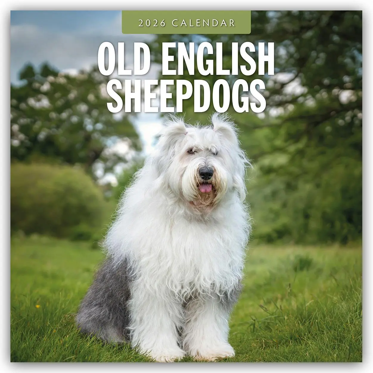 Cover: 9781804428351 | Old English Sheepdogs 2026 Square Wall Calendar | Red Robin | Buch