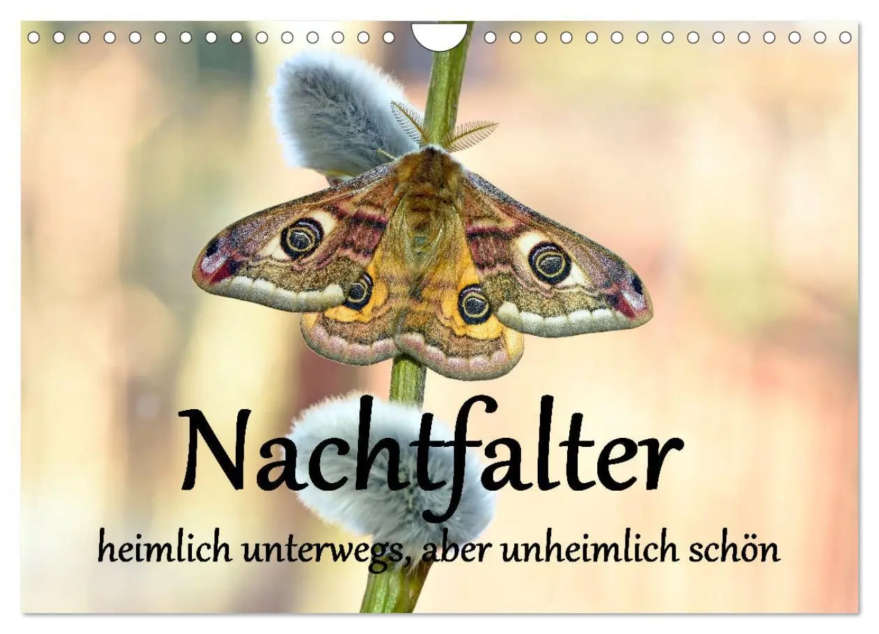 Cover: 9783457358351 | Nachtfalter - heimlich unterwegs, aber unheimlich schön...