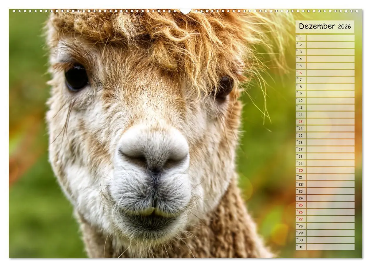 Bild: 9783457598351 | Alpaka, coole Typen mit wilden Frisuren (Wandkalender 2026 DIN A2...