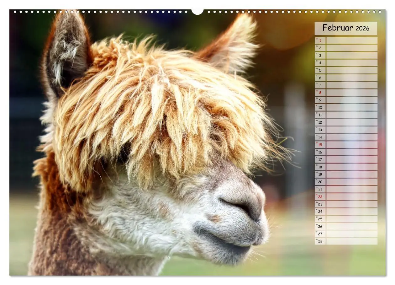 Bild: 9783457598351 | Alpaka, coole Typen mit wilden Frisuren (Wandkalender 2026 DIN A2...