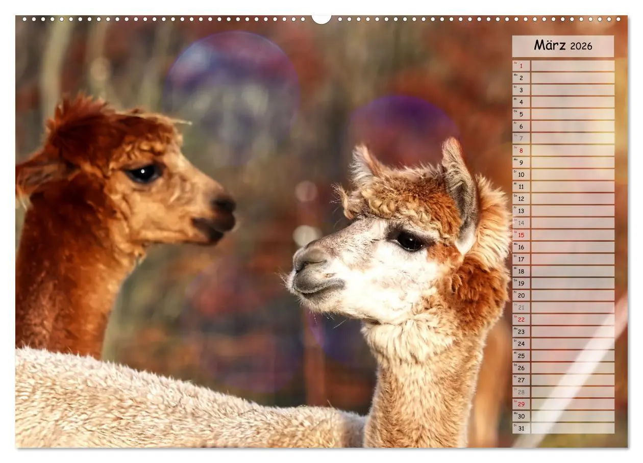Bild: 9783457598351 | Alpaka, coole Typen mit wilden Frisuren (Wandkalender 2026 DIN A2...