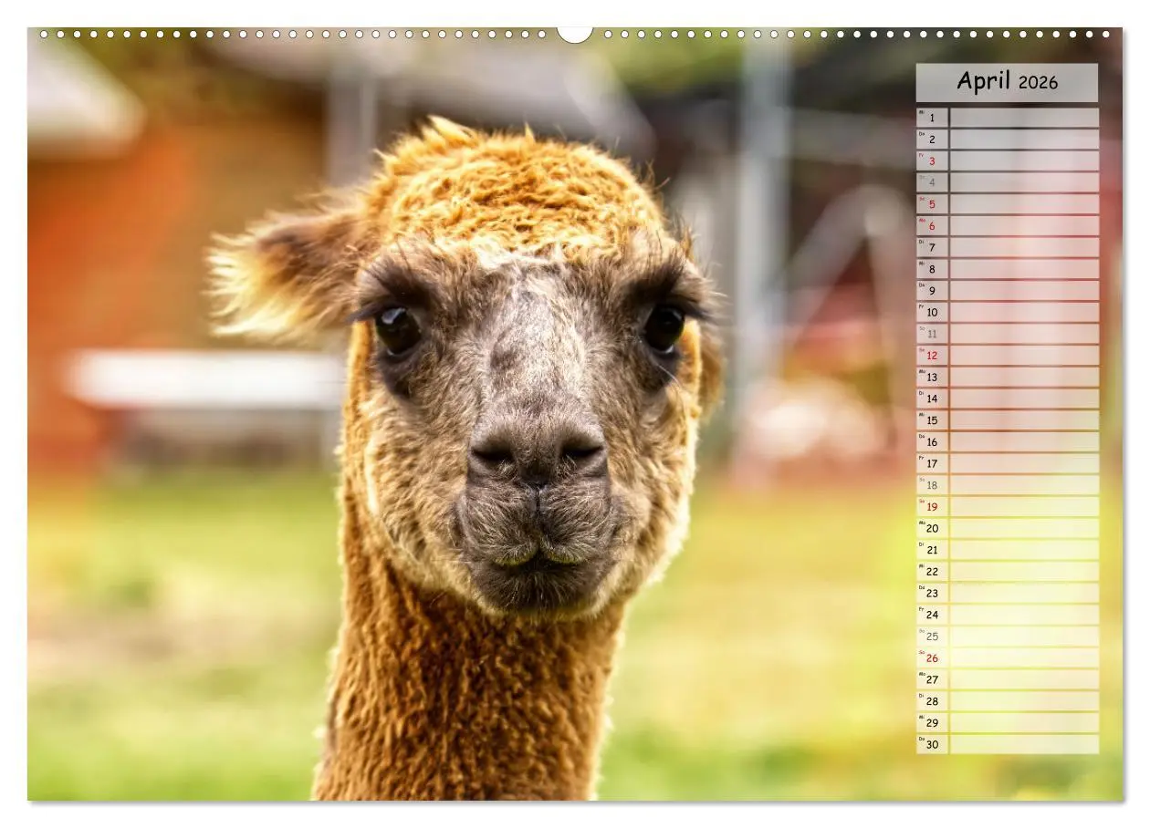 Bild: 9783457598351 | Alpaka, coole Typen mit wilden Frisuren (Wandkalender 2026 DIN A2...