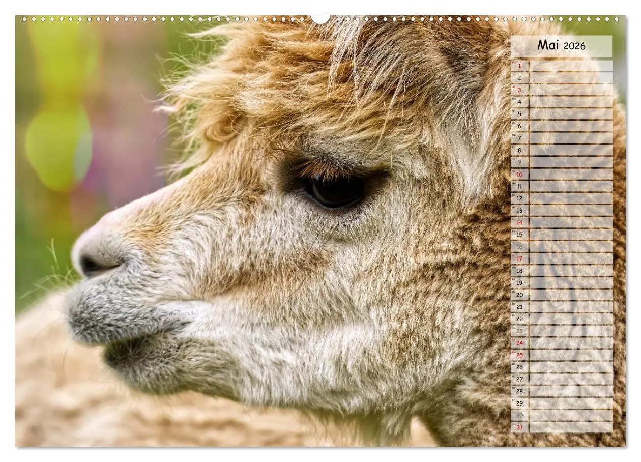 Bild: 9783457598351 | Alpaka, coole Typen mit wilden Frisuren (Wandkalender 2026 DIN A2...