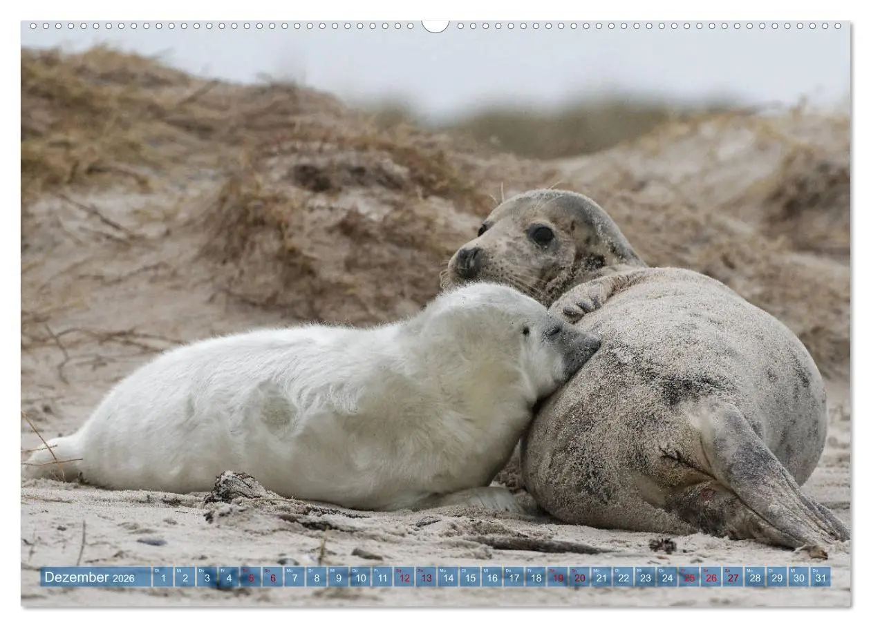 Bild: 9783457728451 | Robben - Lustige Bewohner Helgolands (hochwertiger Premium...