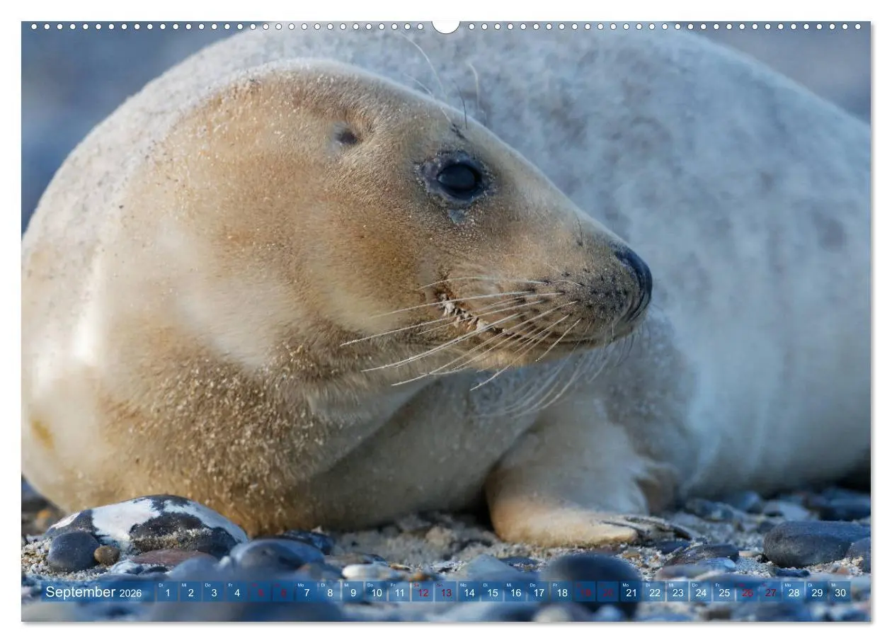 Bild: 9783457728451 | Robben - Lustige Bewohner Helgolands (hochwertiger Premium...