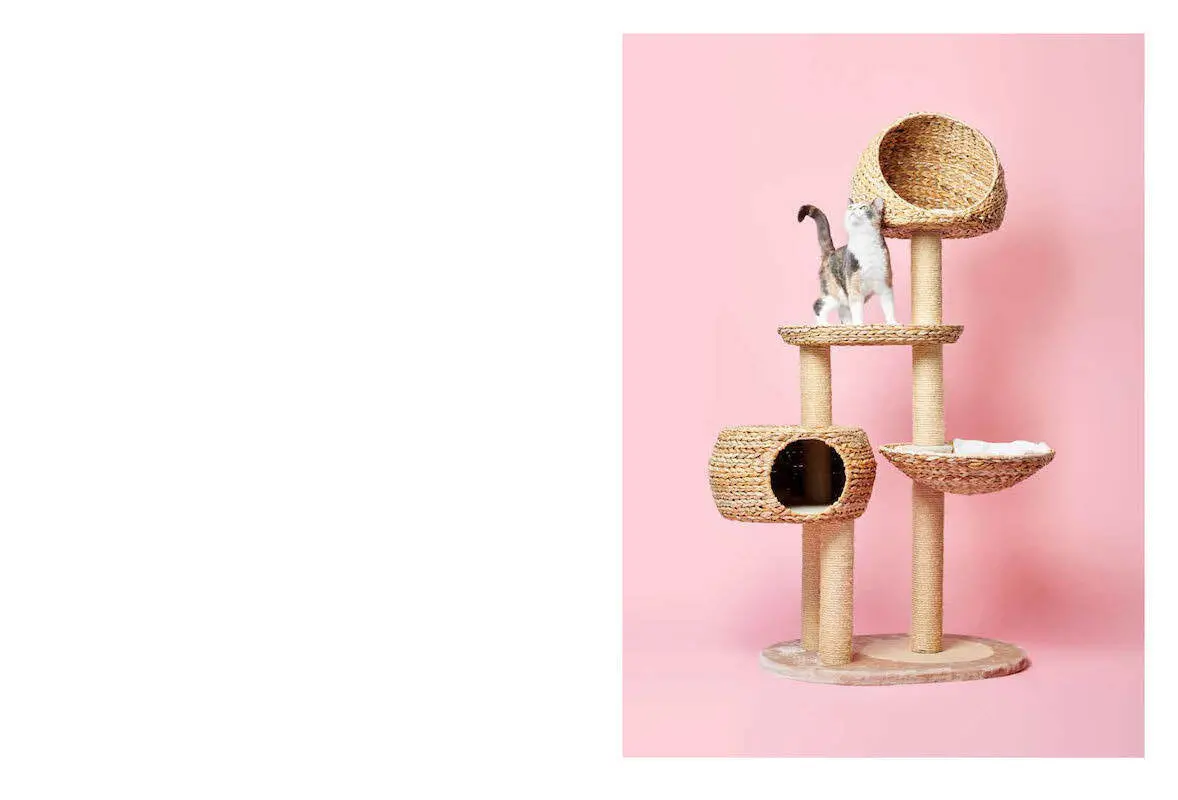 Bild: 9783775748551 | Pascale Weber | For Cats Only / Nur für Katzen | Pascale Weber | Buch