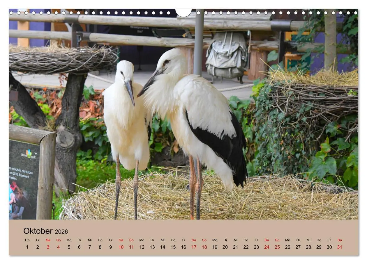 Bild: 9783457568651 | Der Storchenkalender (Wandkalender 2026 DIN A3 quer), CALVENDO...