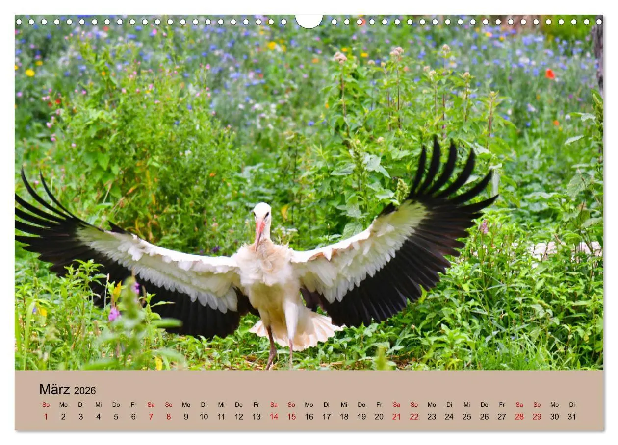 Bild: 9783457568651 | Der Storchenkalender (Wandkalender 2026 DIN A3 quer), CALVENDO...