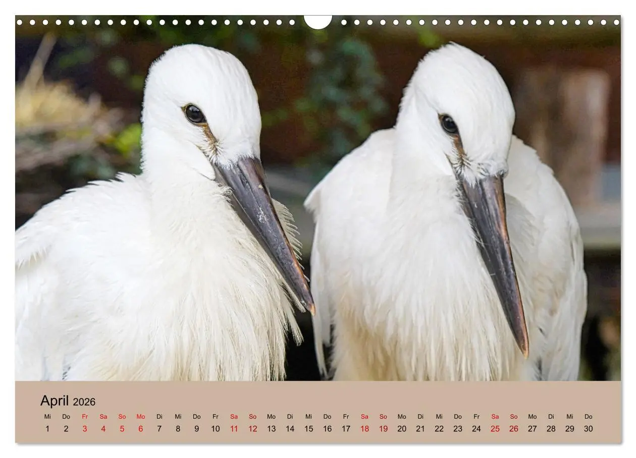 Bild: 9783457568651 | Der Storchenkalender (Wandkalender 2026 DIN A3 quer), CALVENDO...