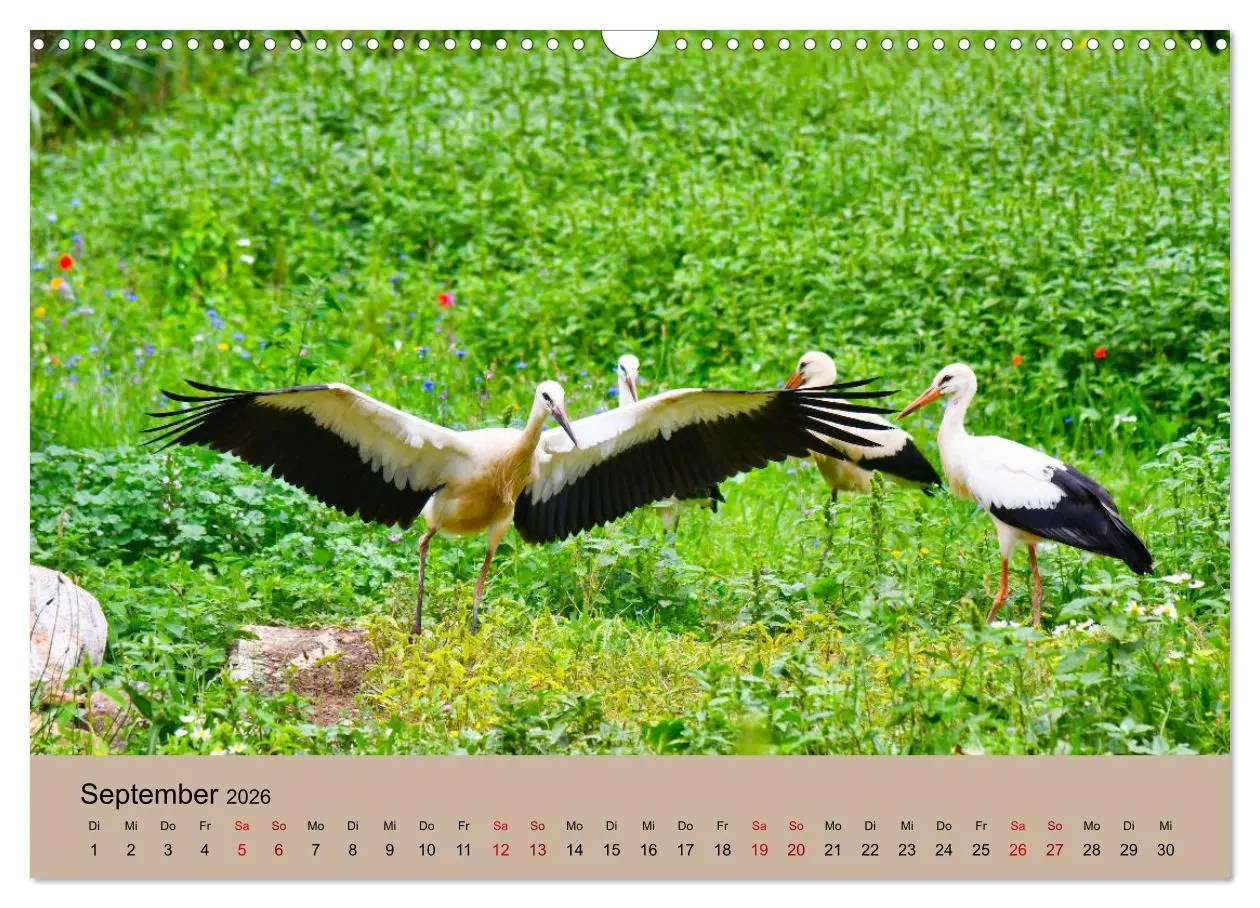 Bild: 9783457568651 | Der Storchenkalender (Wandkalender 2026 DIN A3 quer), CALVENDO...