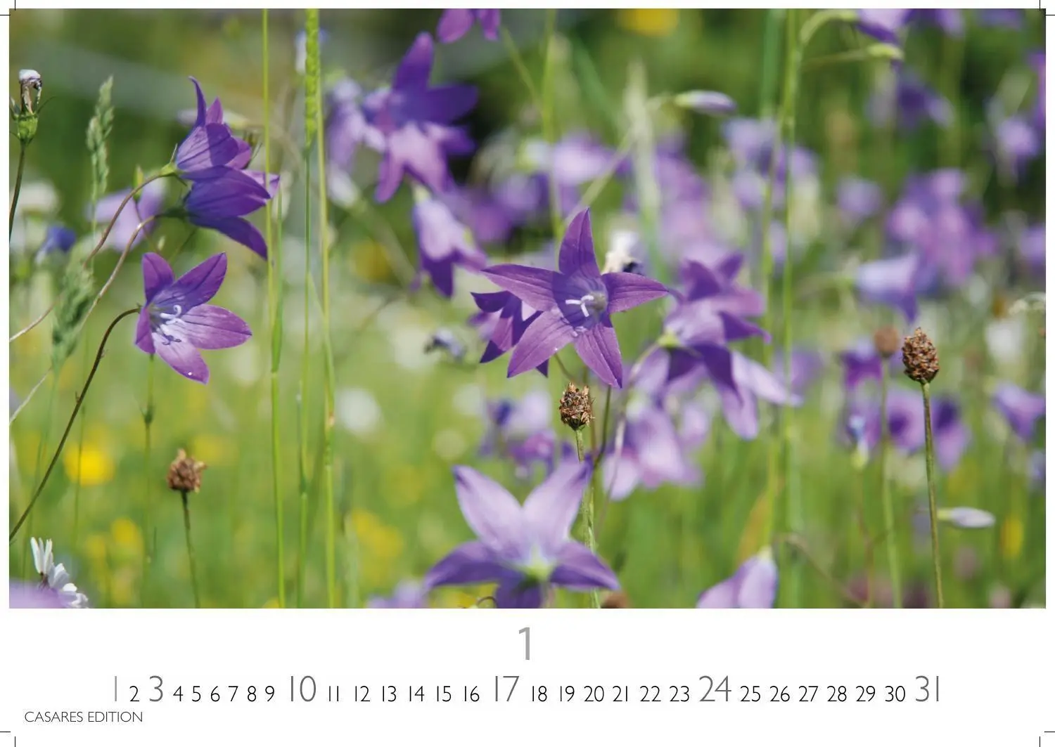 Bild: 9781835248751 | Blumenwiese Kalender 2027 - Wandkalender Fotokalender Naturkalender...