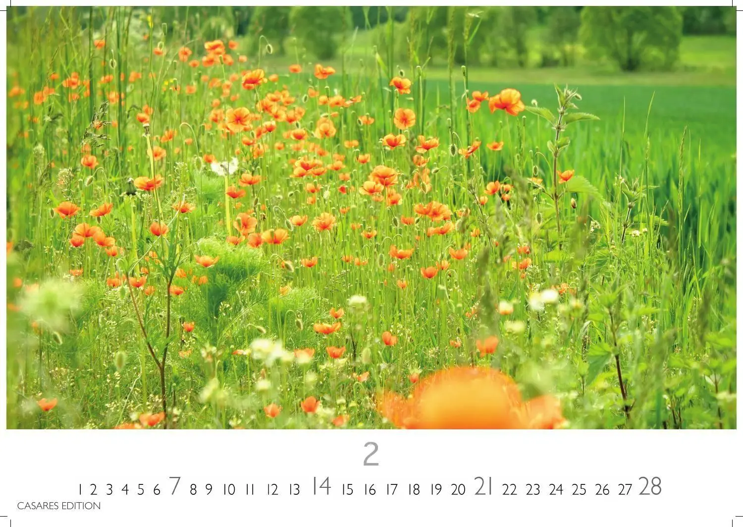 Bild: 9781835248751 | Blumenwiese Kalender 2027 - Wandkalender Fotokalender Naturkalender...