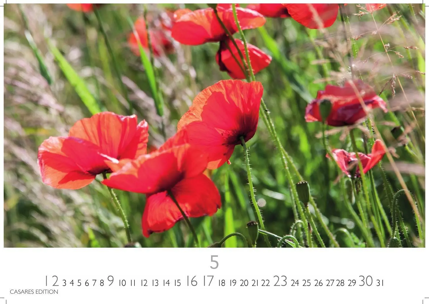 Bild: 9781835248751 | Blumenwiese Kalender 2027 - Wandkalender Fotokalender Naturkalender...