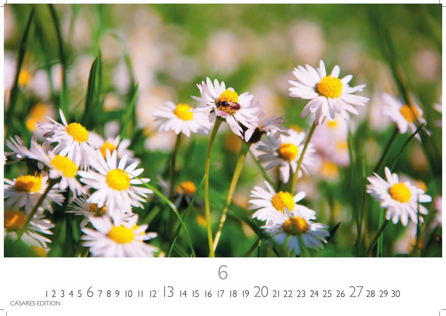 Bild: 9781835248751 | Blumenwiese Kalender 2027 - Wandkalender Fotokalender Naturkalender...