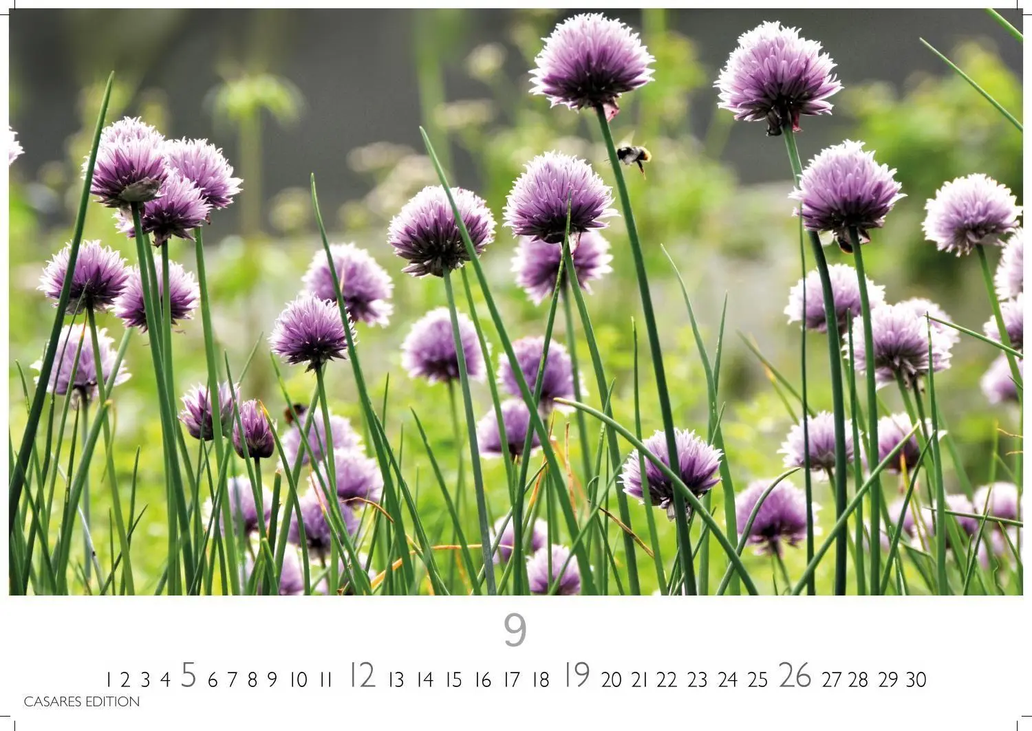Bild: 9781835248751 | Blumenwiese Kalender 2027 - Wandkalender Fotokalender Naturkalender...