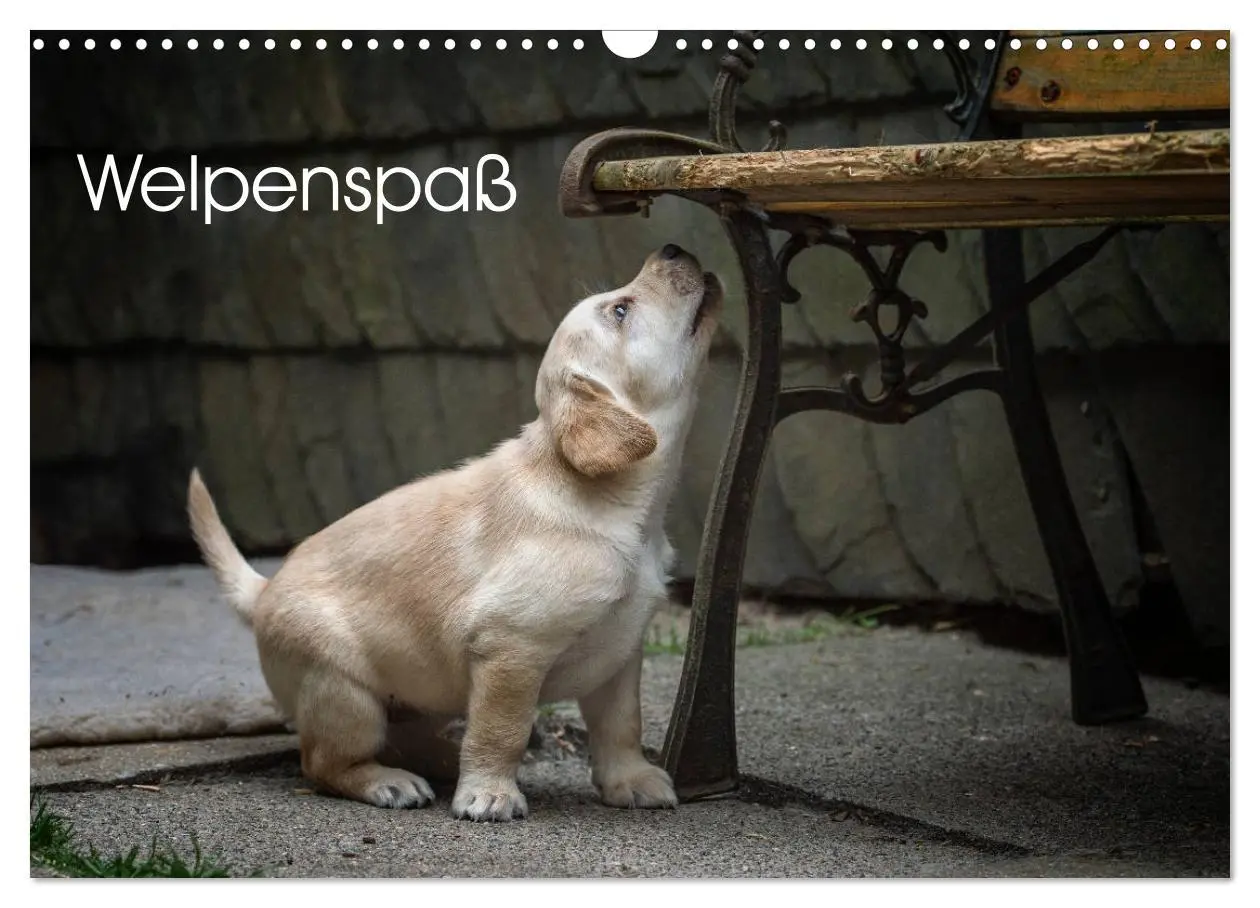 Cover: 9783516188851 | Welpenspaß (Wandkalender 2026 DIN A3 quer), CALVENDO Monatskalender