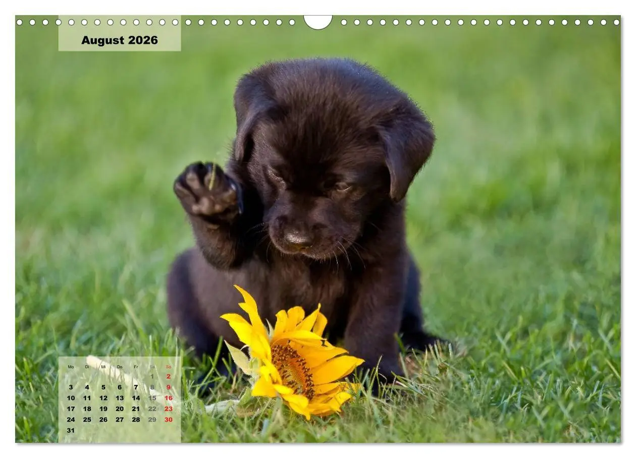 Bild: 9783516188851 | Welpenspaß (Wandkalender 2026 DIN A3 quer), CALVENDO Monatskalender