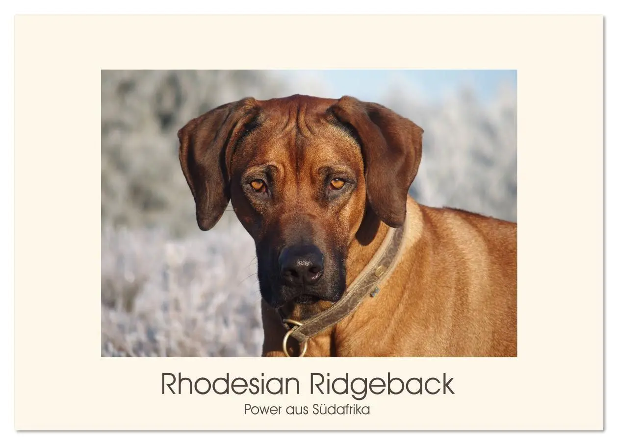 Cover: 9783457848951 | Rhodesian Ridgeback Power aus Südafrika (Wandkalender 2026 DIN A4...