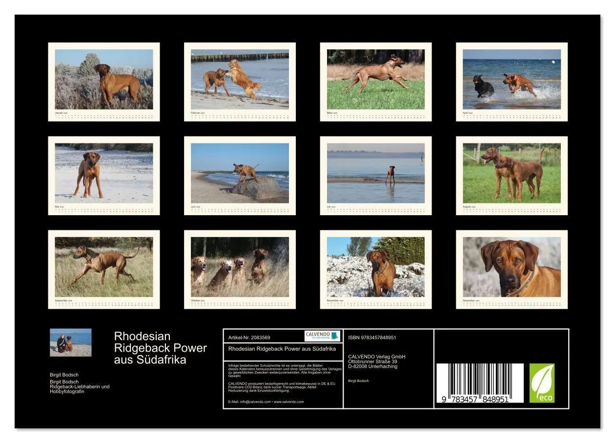 Bild: 9783457848951 | Rhodesian Ridgeback Power aus Südafrika (Wandkalender 2026 DIN A4...
