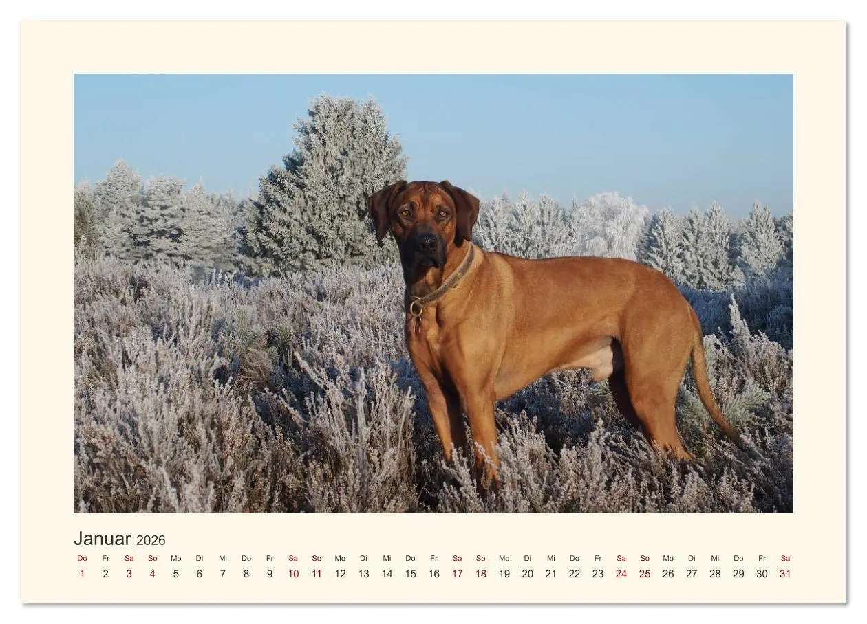Bild: 9783457848951 | Rhodesian Ridgeback Power aus Südafrika (Wandkalender 2026 DIN A4...