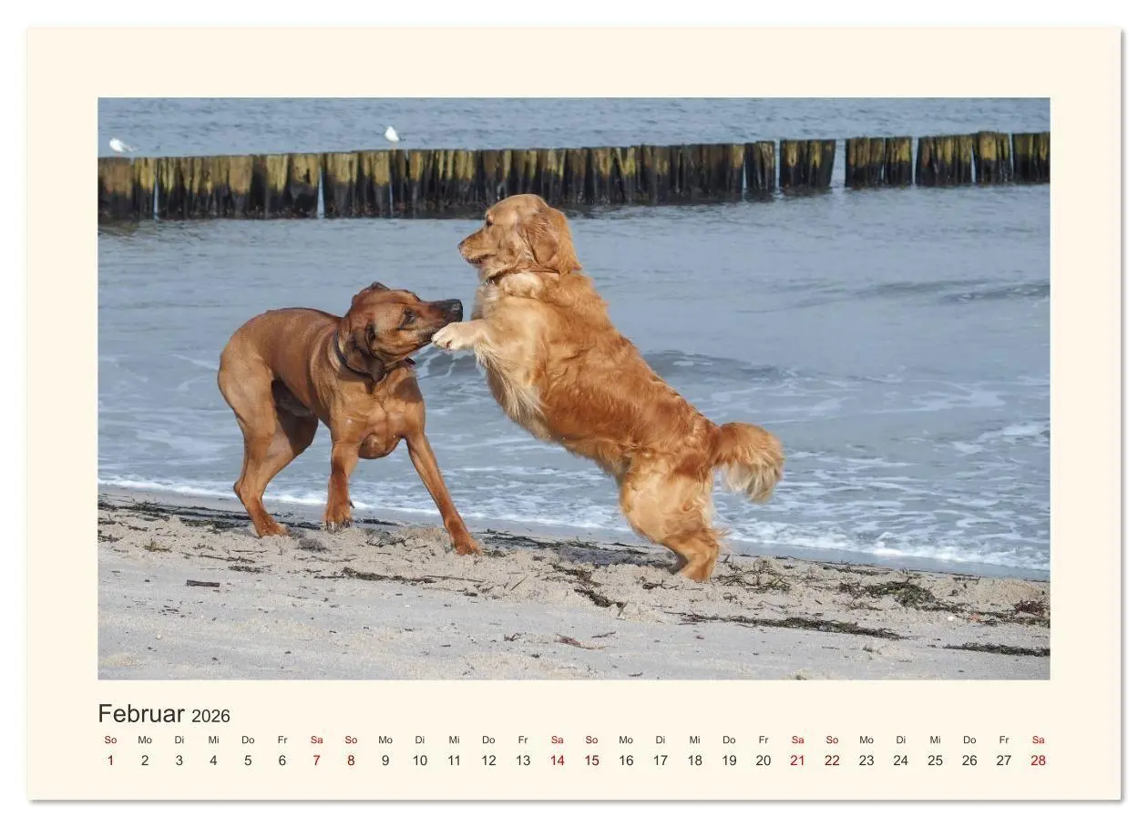 Bild: 9783457848951 | Rhodesian Ridgeback Power aus Südafrika (Wandkalender 2026 DIN A4...
