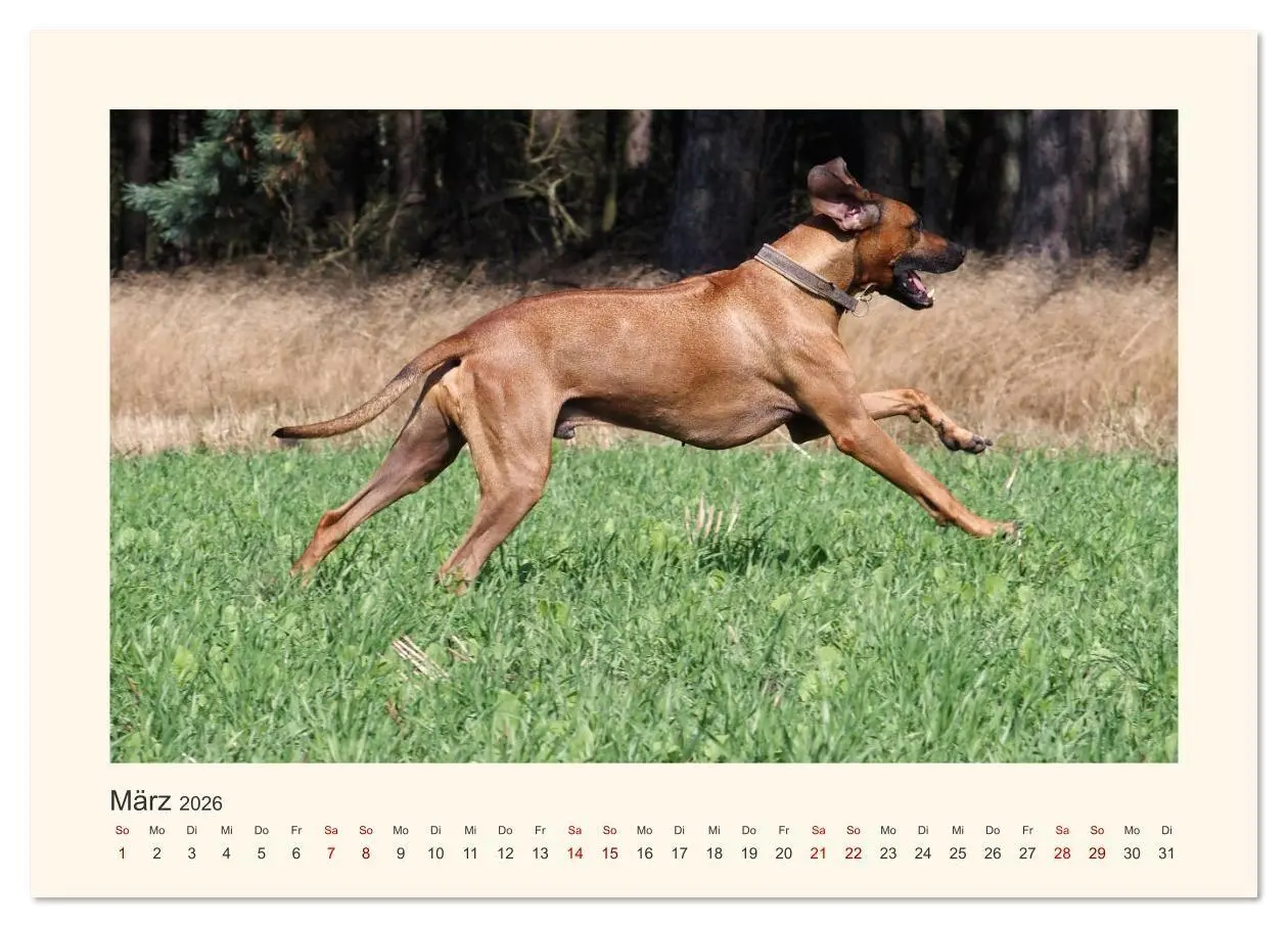 Bild: 9783457848951 | Rhodesian Ridgeback Power aus Südafrika (Wandkalender 2026 DIN A4...