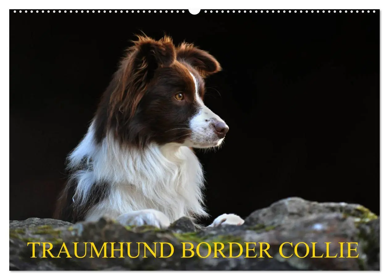 Cover: 9783457918951 | Traumhund Border Collie (Wandkalender 2026 DIN A2 quer), CALVENDO...