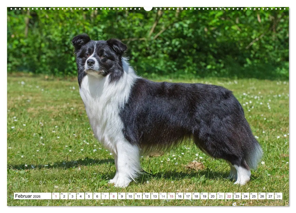 Bild: 9783457918951 | Traumhund Border Collie (Wandkalender 2026 DIN A2 quer), CALVENDO...