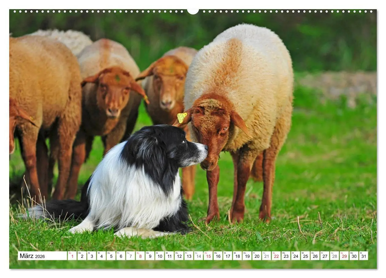Bild: 9783457918951 | Traumhund Border Collie (Wandkalender 2026 DIN A2 quer), CALVENDO...