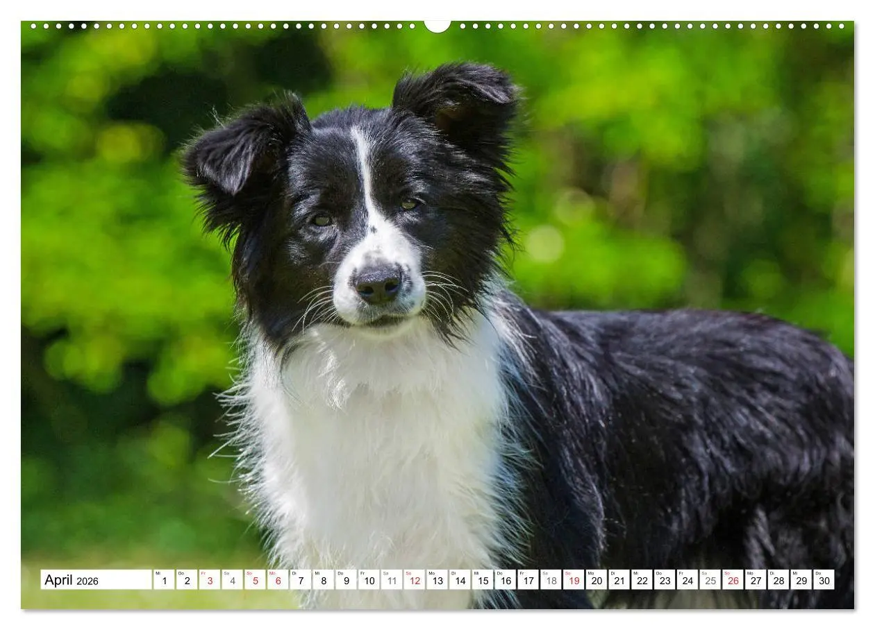 Bild: 9783457918951 | Traumhund Border Collie (Wandkalender 2026 DIN A2 quer), CALVENDO...