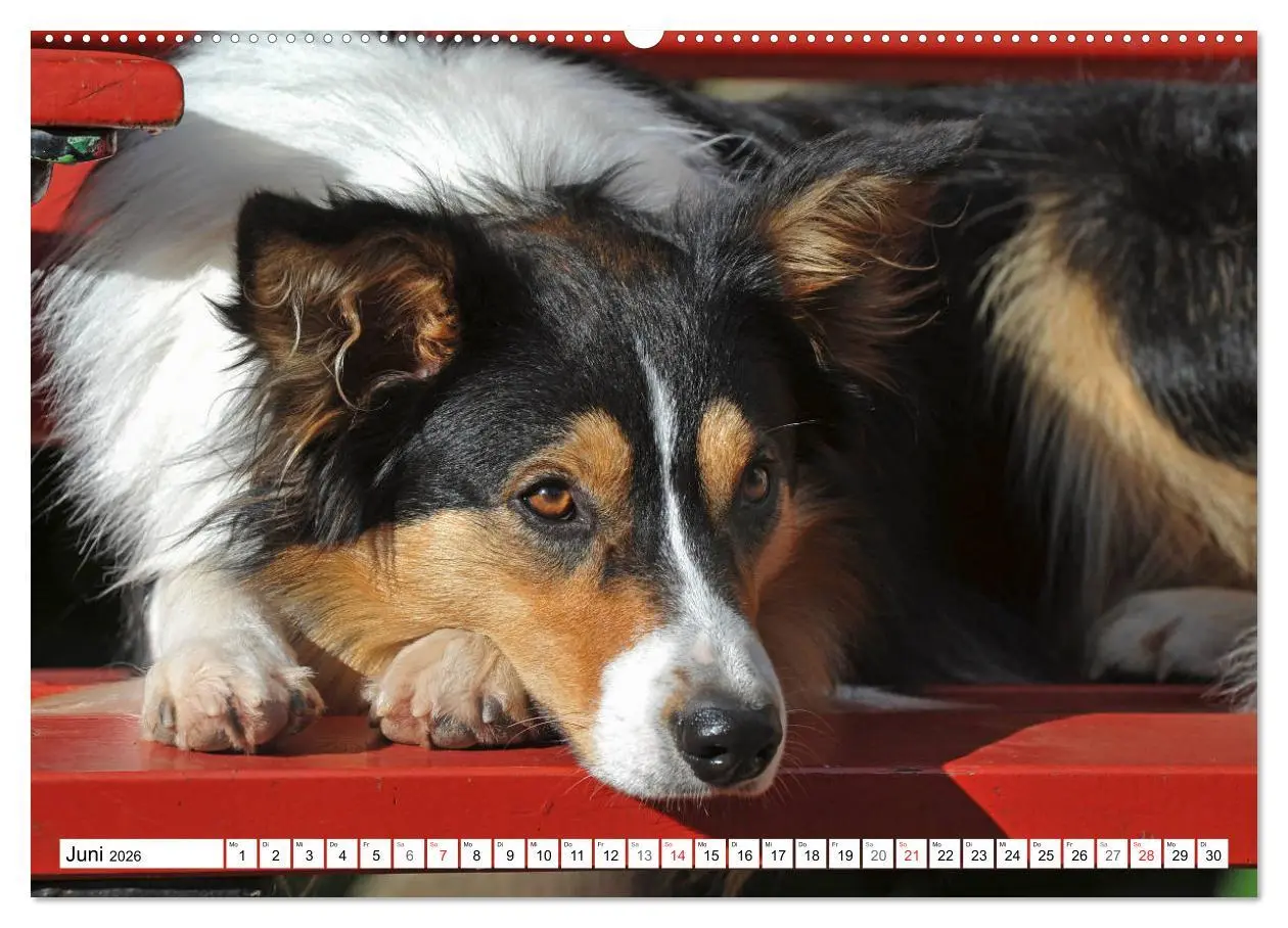 Bild: 9783457918951 | Traumhund Border Collie (Wandkalender 2026 DIN A2 quer), CALVENDO...
