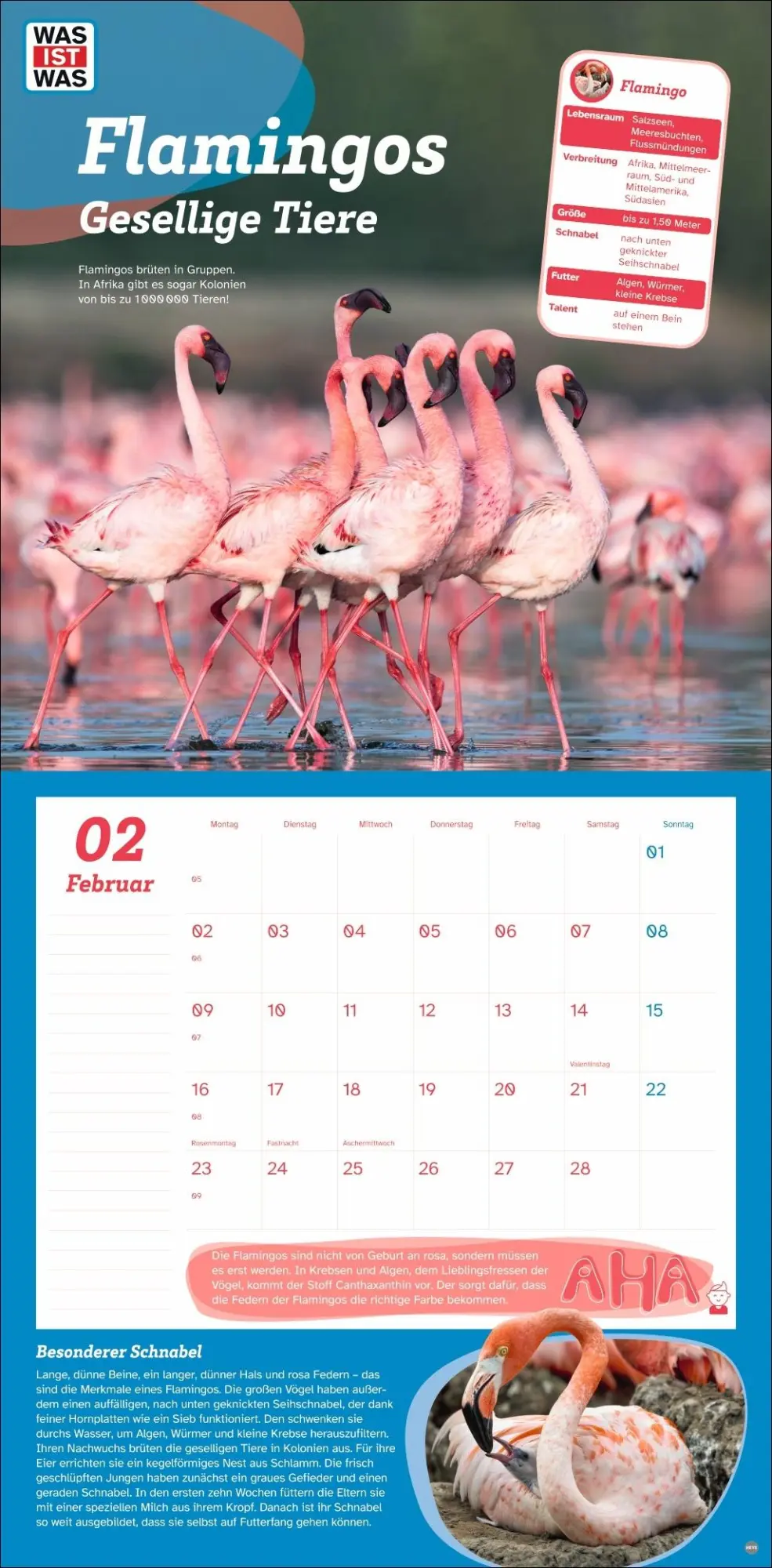 Bild: 9783756409051 | WAS IST WAS Tierwelt Broschurkalender 2026 | Kalender | 28 S. | 2026
