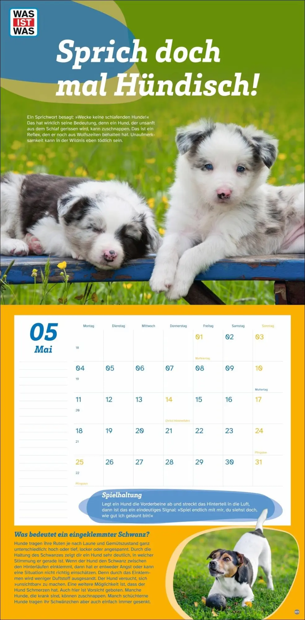Bild: 9783756409051 | WAS IST WAS Tierwelt Broschurkalender 2026 | Kalender | 28 S. | 2026