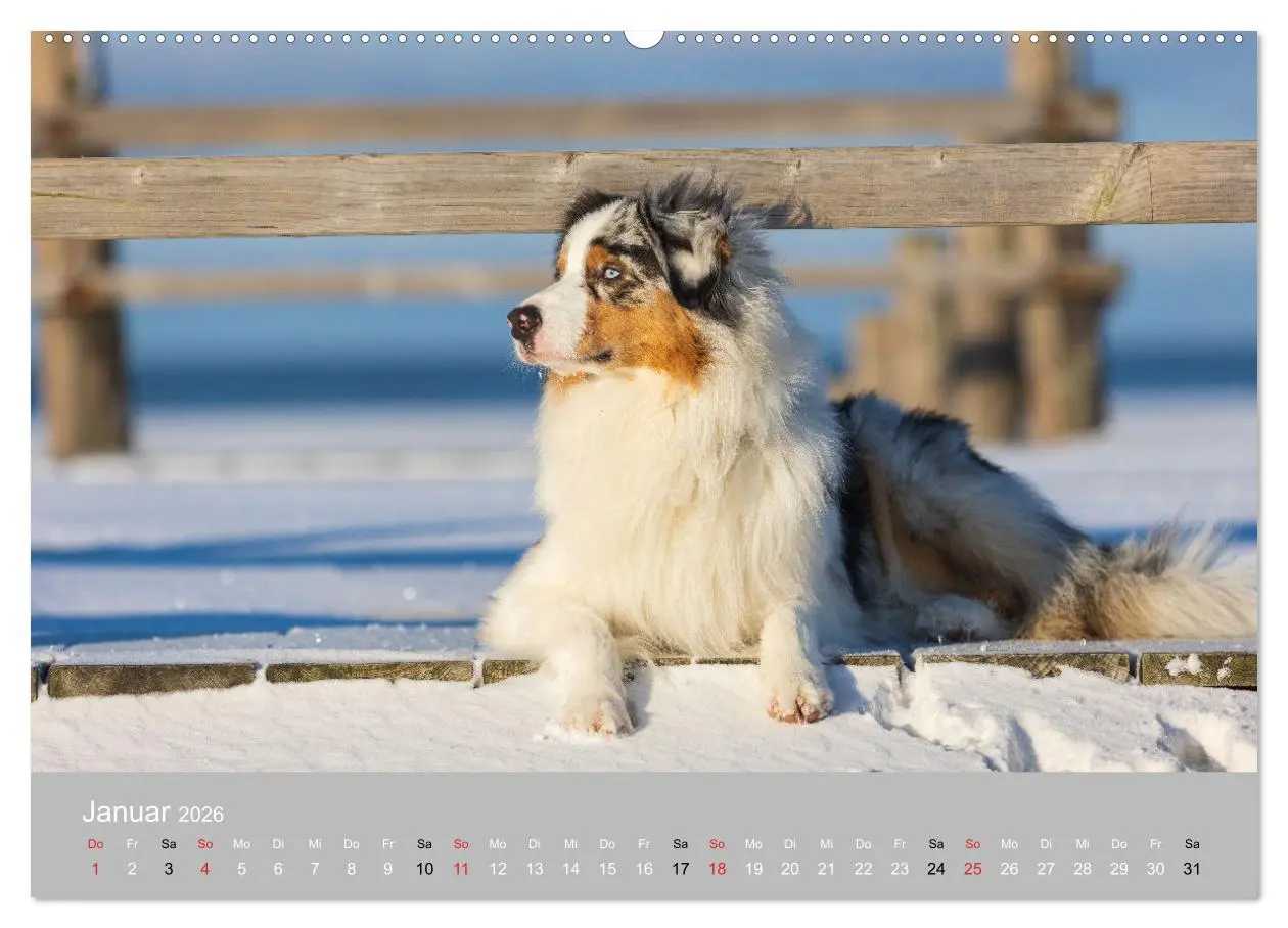Bild: 9783516119251 | Australian Shepherd 2026 (hochwertiger Premium Wandkalender 2026...