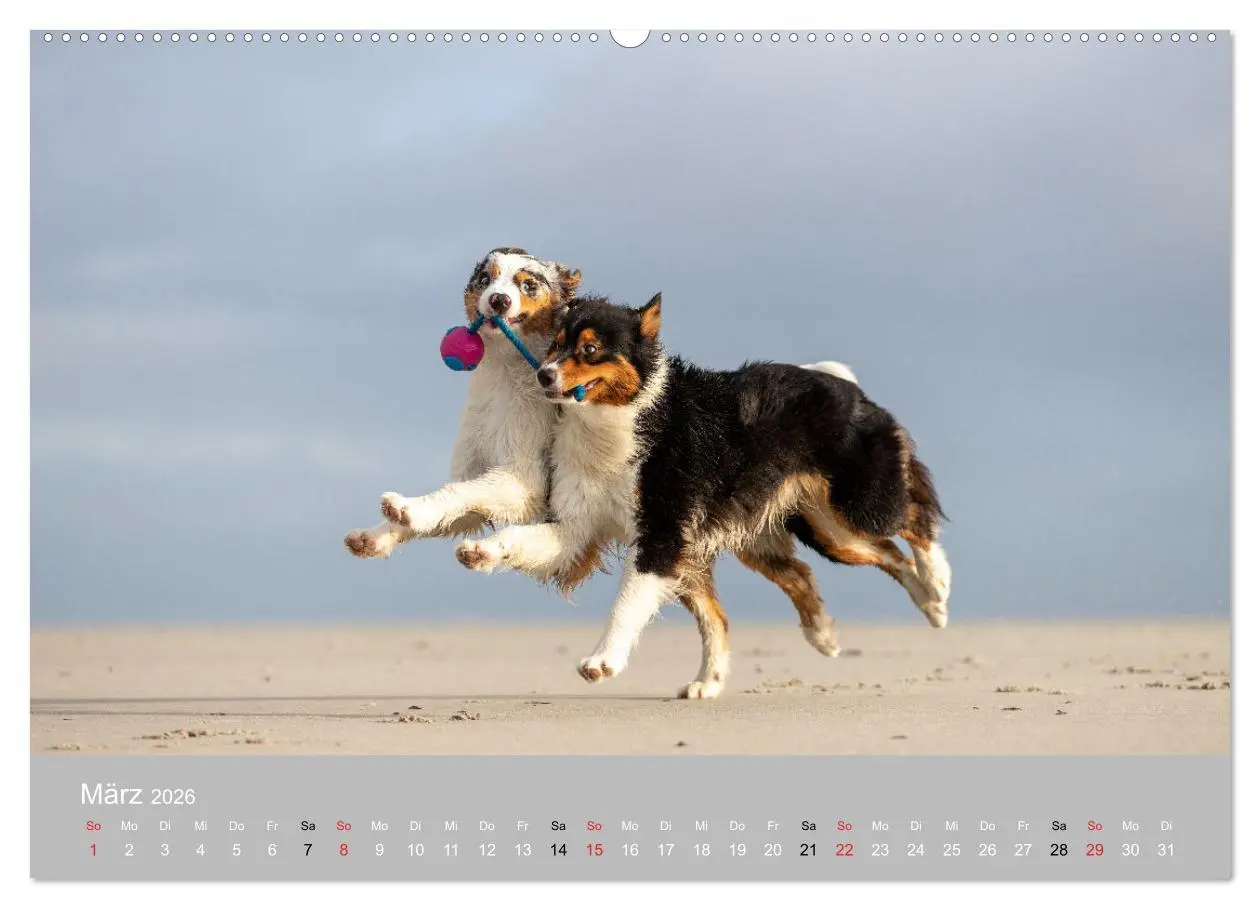 Bild: 9783516119251 | Australian Shepherd 2026 (hochwertiger Premium Wandkalender 2026...