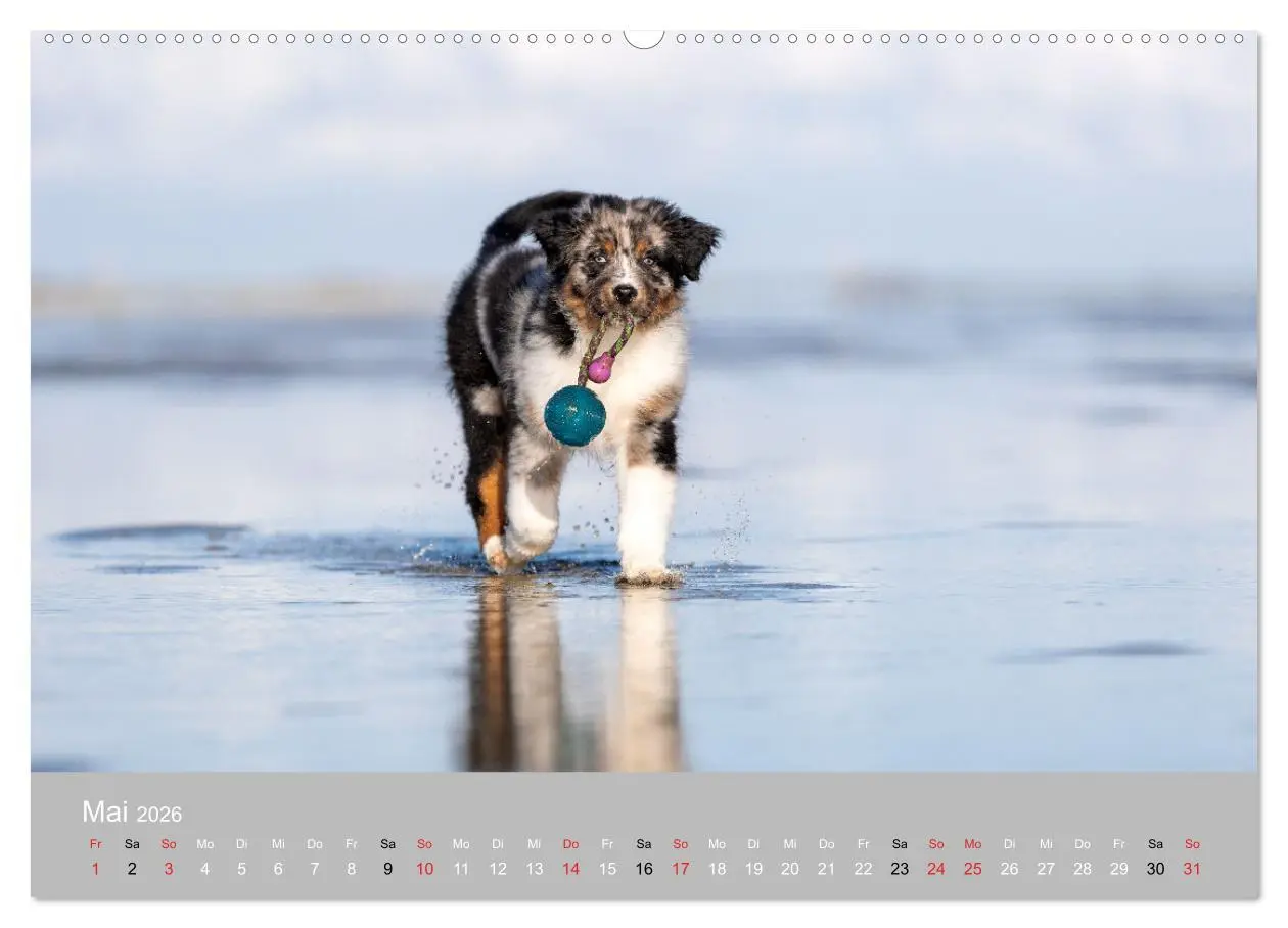 Bild: 9783516119251 | Australian Shepherd 2026 (hochwertiger Premium Wandkalender 2026...