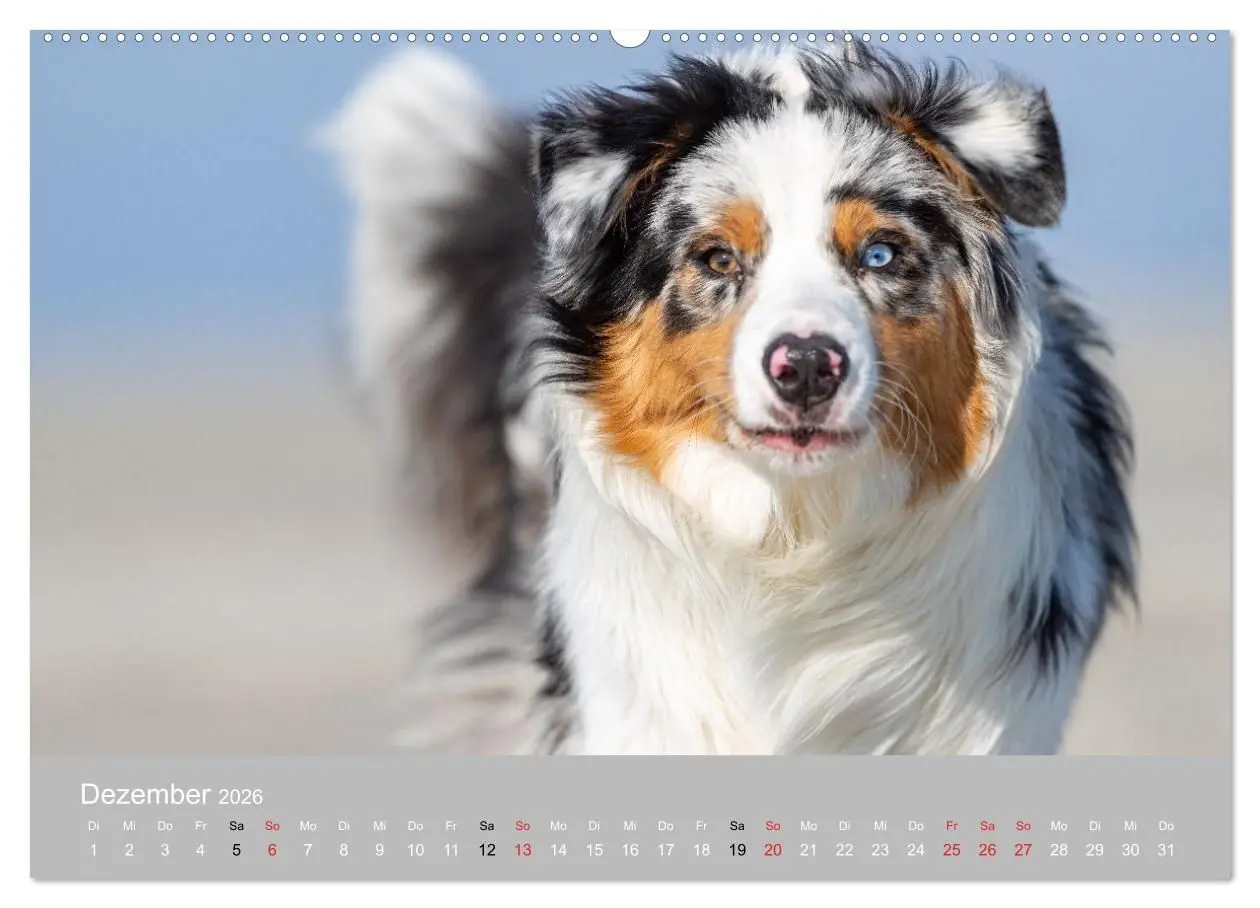 Bild: 9783516119251 | Australian Shepherd 2026 (hochwertiger Premium Wandkalender 2026...
