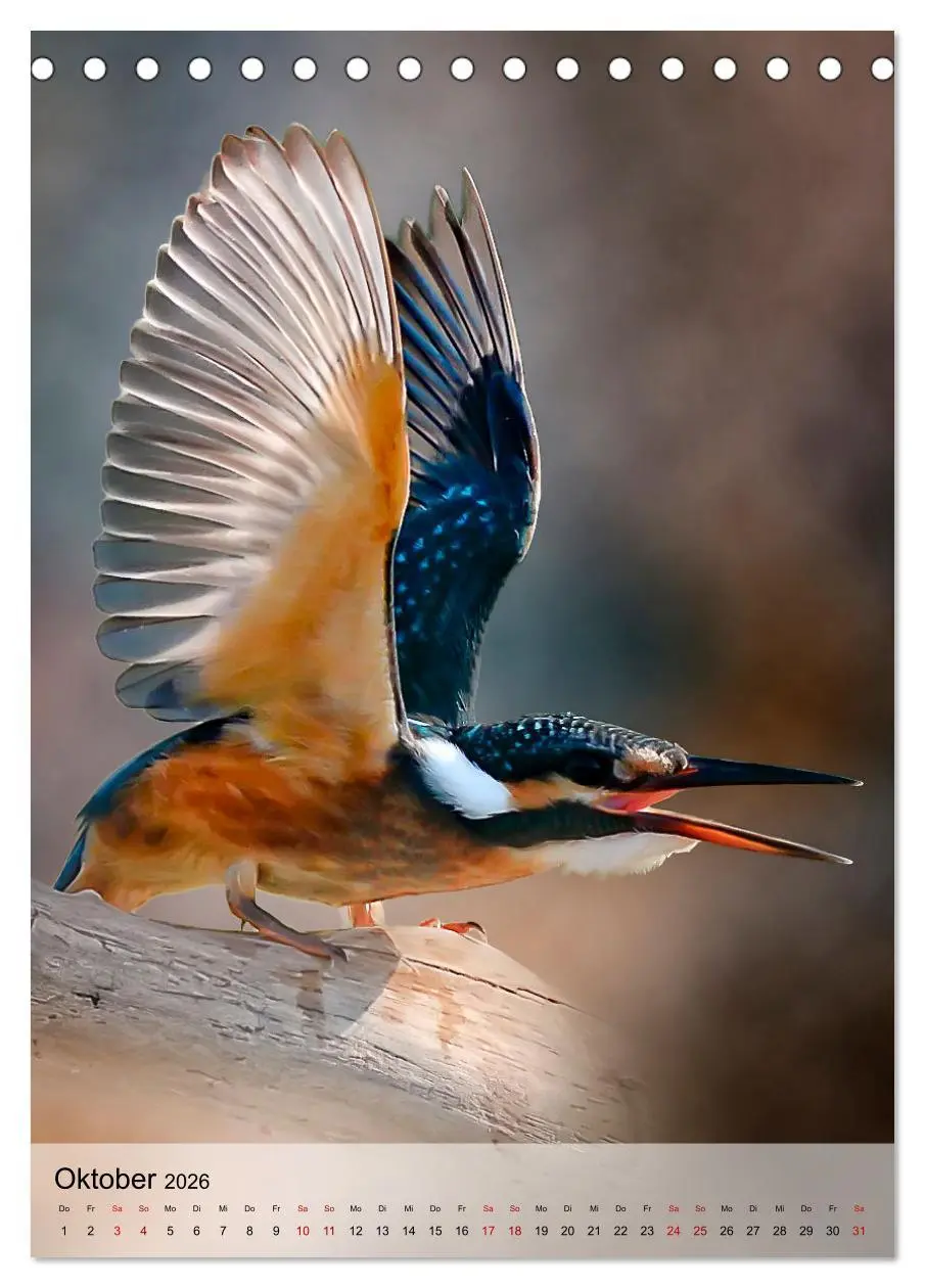 Bild: 9783516359251 | Schillernder Eisvogel (Tischkalender 2026 DIN A5 hoch), CALVENDO...