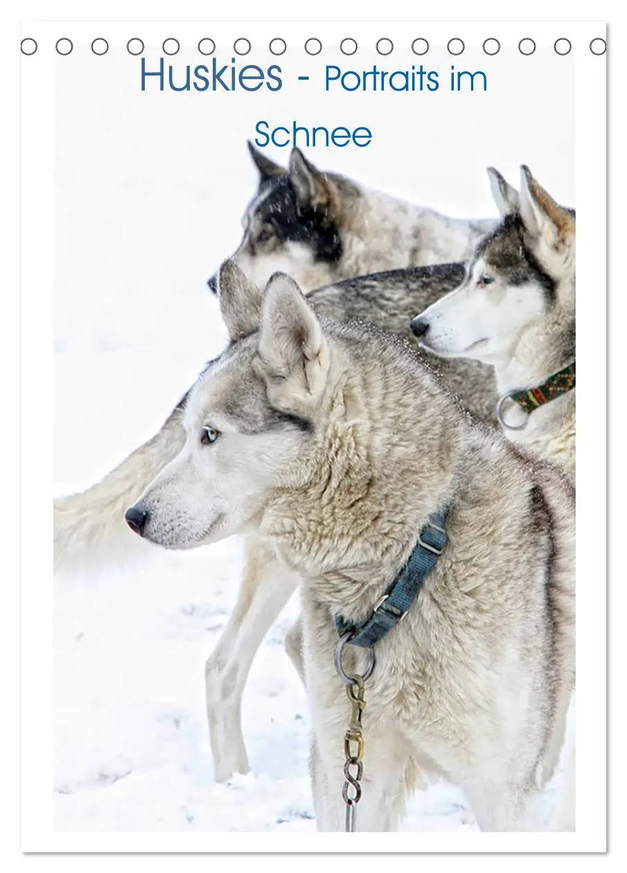 Cover: 9783516429251 | Huskies - Portraits im Schnee (Tischkalender 2026 DIN A5 hoch),...