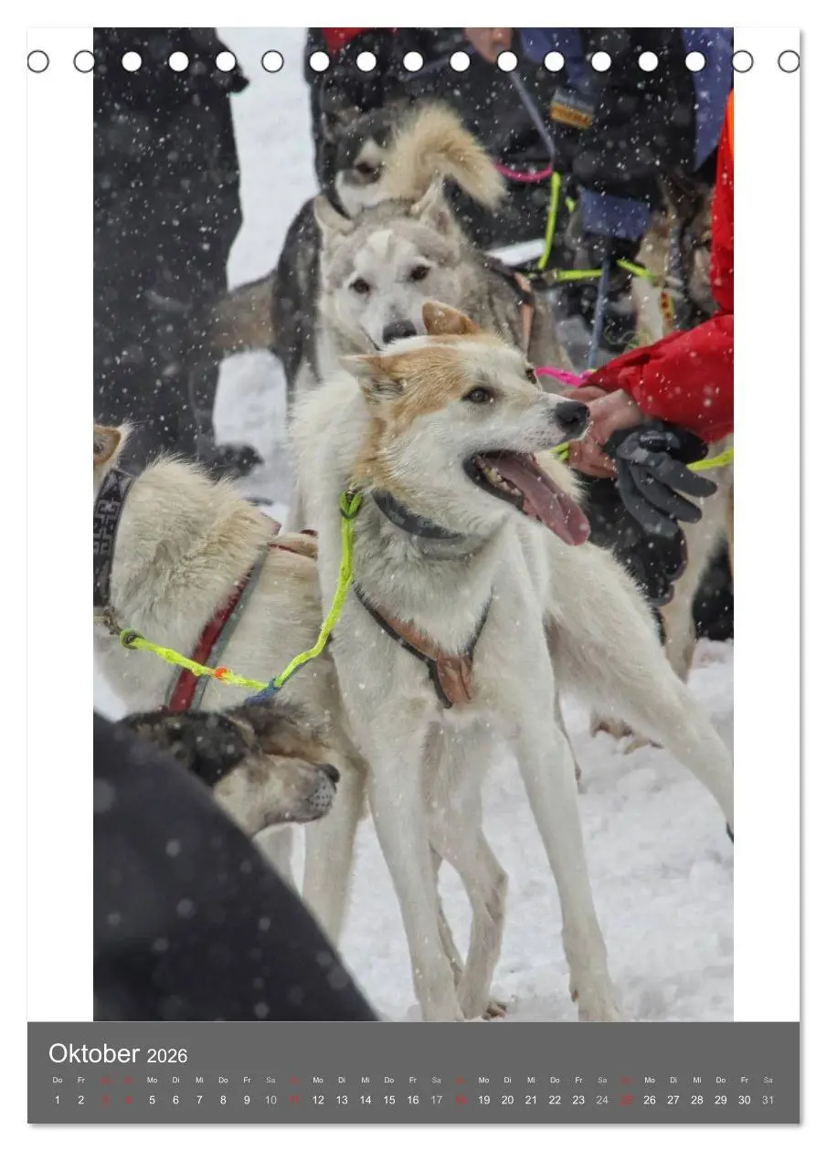 Bild: 9783516429251 | Huskies - Portraits im Schnee (Tischkalender 2026 DIN A5 hoch),...