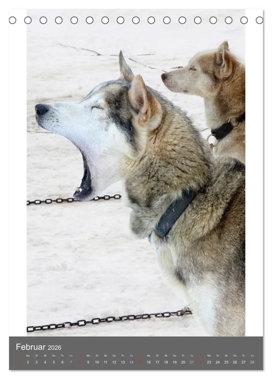 Bild: 9783516429251 | Huskies - Portraits im Schnee (Tischkalender 2026 DIN A5 hoch),...