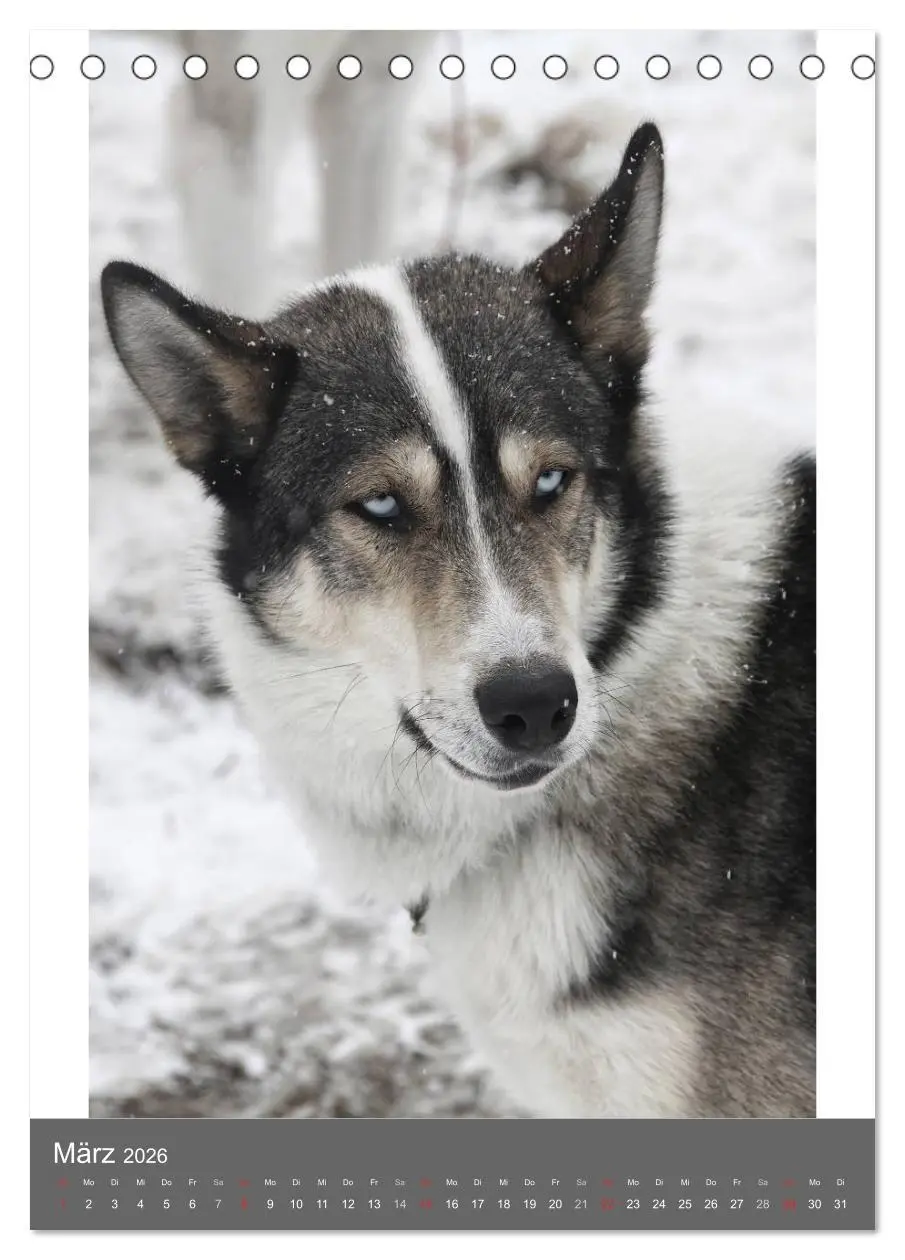 Bild: 9783516429251 | Huskies - Portraits im Schnee (Tischkalender 2026 DIN A5 hoch),...