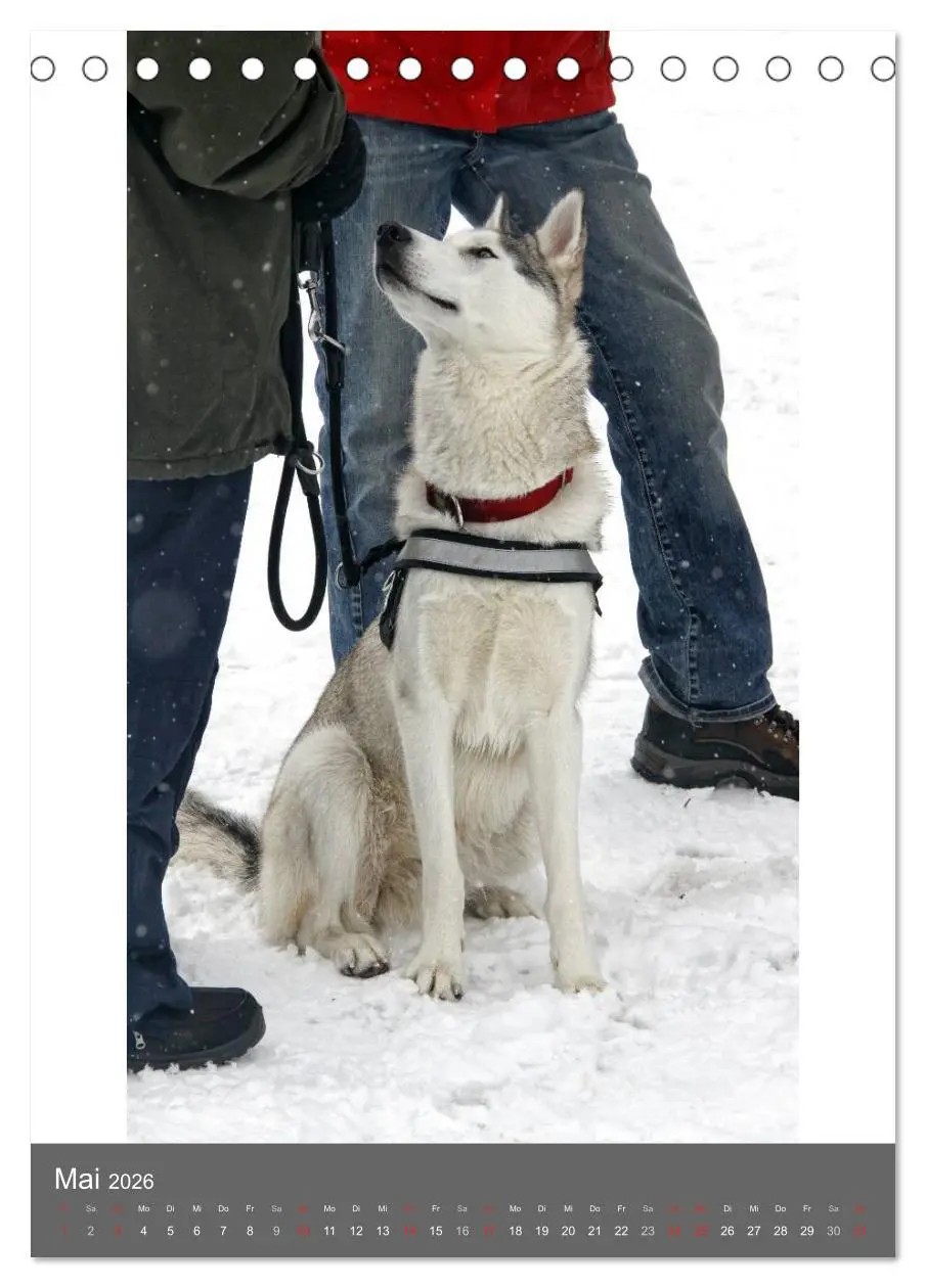Bild: 9783516429251 | Huskies - Portraits im Schnee (Tischkalender 2026 DIN A5 hoch),...