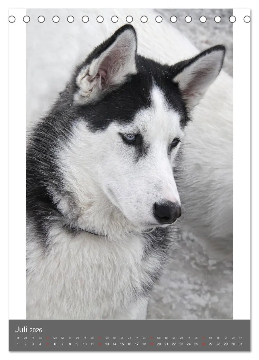 Bild: 9783516429251 | Huskies - Portraits im Schnee (Tischkalender 2026 DIN A5 hoch),...