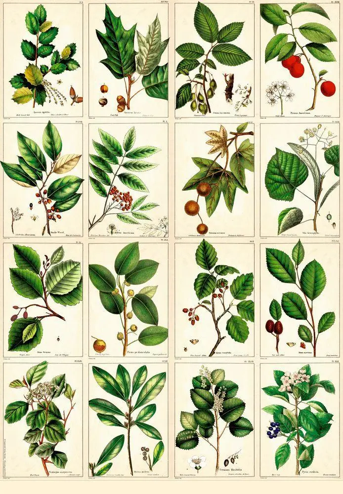Bild: 4050003719351 | Geschenkpapier-Buch - Schöner schenken (Sammlung Augustina) | Buch