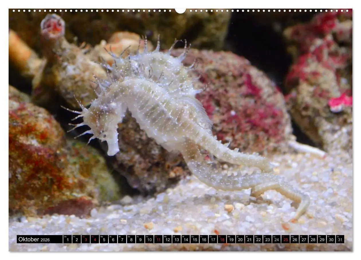 Bild: 9783516109351 | Fische und Meerestiere (hochwertiger Premium Wandkalender 2026 DIN...