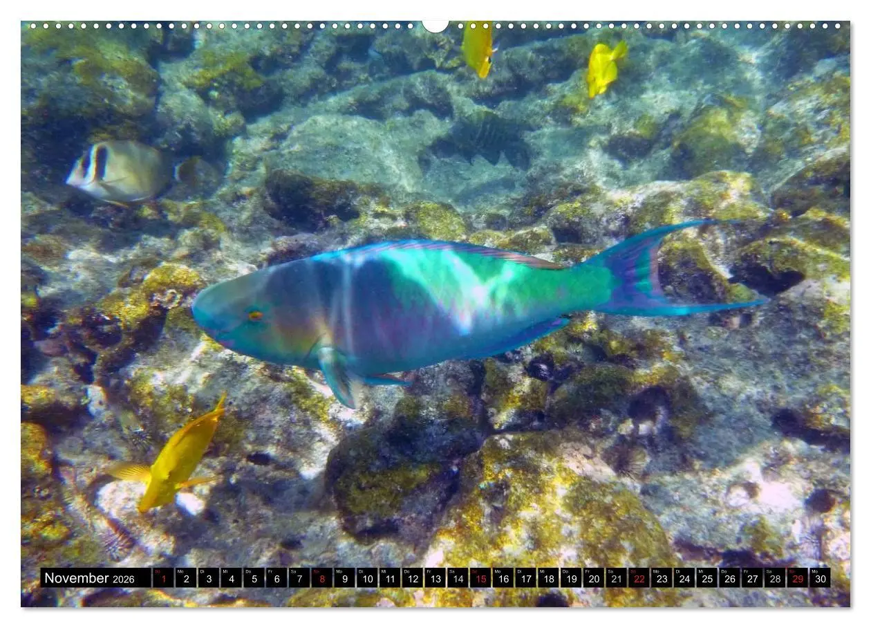 Bild: 9783516109351 | Fische und Meerestiere (hochwertiger Premium Wandkalender 2026 DIN...