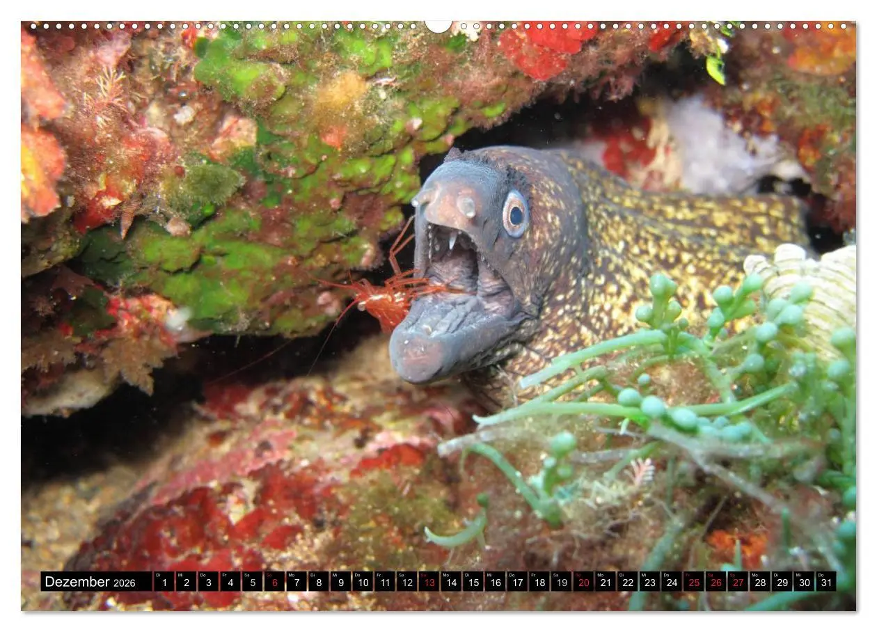 Bild: 9783516109351 | Fische und Meerestiere (hochwertiger Premium Wandkalender 2026 DIN...