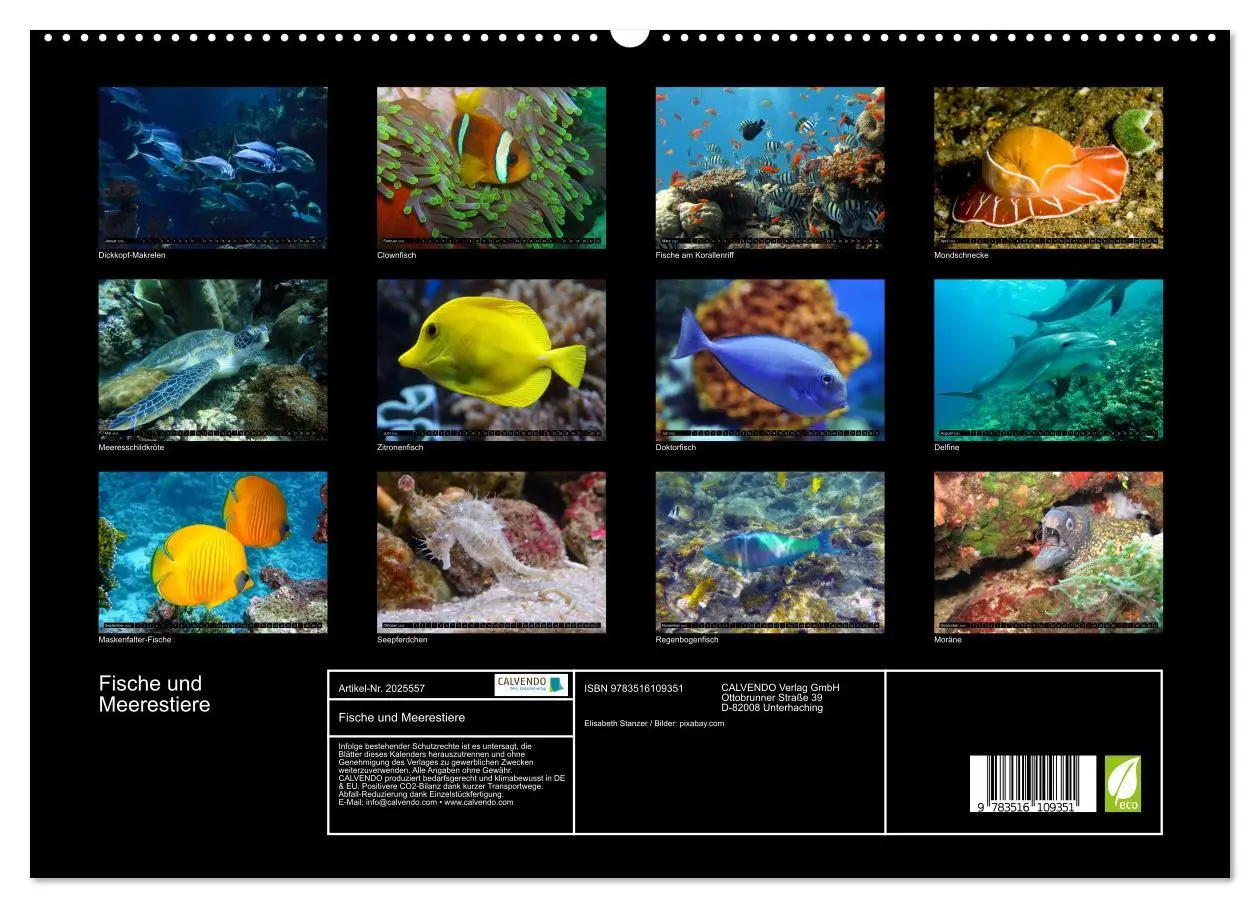 Bild: 9783516109351 | Fische und Meerestiere (hochwertiger Premium Wandkalender 2026 DIN...
